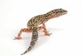 Leopard gecko lizard