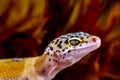 Leopard Gecko in Macro