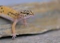 Common Leopard gecko portrait