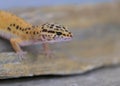 Common leopard gecko on rock