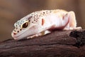 Leopard gecko