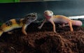 Leopard gecko pair Royalty Free Stock Photo