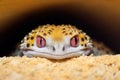 leopard gecko peeking out of a hideout Royalty Free Stock Photo