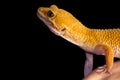 Leopard gecko pet Royalty Free Stock Photo