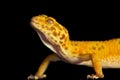 Leopard gecko pet Royalty Free Stock Photo