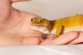 Leopard gecko pet Royalty Free Stock Photo