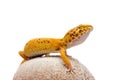 Leopard gecko pet Royalty Free Stock Photo