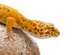 Leopard gecko pet Royalty Free Stock Photo