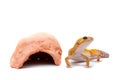 Leopard gecko pet Royalty Free Stock Photo