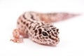 Leopard gecko portrait