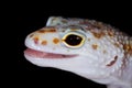 Leopard gecko portrait Royalty Free Stock Photo