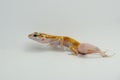 A leopard gecko is posing in a distinctive style. Royalty Free Stock Photo
