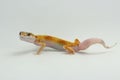A leopard gecko is posing in a distinctive style. Royalty Free Stock Photo