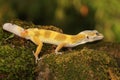 A leopard gecko is posing in a distinctive style. Royalty Free Stock Photo