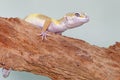 A leopard gecko is posing in a distinctive style. Royalty Free Stock Photo