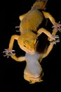Leopard Gecko Reflections Royalty Free Stock Photo
