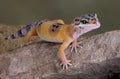 Leopard Gecko on rock Royalty Free Stock Photo