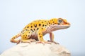 leopard gecko shedding skin on boulder