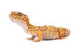 Leopard Gecko Side View Royalty Free Stock Photo