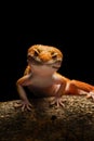 Leopard Gecko on Smiley Royalty Free Stock Photo