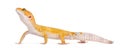 Leopard gecko standing, isolated