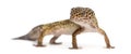 Leopard gecko standing, looking at the camera Royalty Free Stock Photo