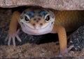 Leopard gecko staring under rock Royalty Free Stock Photo