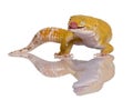 Leopard gecko with tongue out, Eublepharis macularius Royalty Free Stock Photo