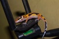 close up of orange leopard gecko Royalty Free Stock Photo