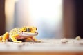 leopard gecko in a warm, sandy vivarium