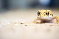 leopard gecko in a warm, sandy vivarium Royalty Free Stock Photo