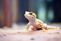 leopard gecko in a warm, sandy vivarium Royalty Free Stock Photo