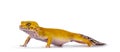 Leopard Gecko on white background