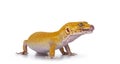 Leopard Gecko on white background