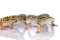 Leopard geckos