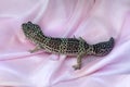 Leopard geckos Eublepharis macularius on pink satin fabric