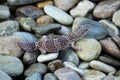 Leopard geckos Eublepharis macularius on stones