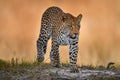 Leopard golden grass sunset, Savuti, Chobe NP, in Botswana, Africa. Big spotted cat in the wild nature. Wildlife Botswana. Wild