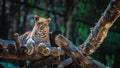 Leopard Graceful And Powerful Wildlife Animal