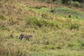 Leopard in the grasland of Masai Mara, Kenya