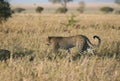 Leopard in grass