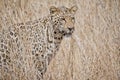 Leopard in grass South Africa Royalty Free Stock Photo