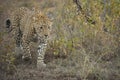 Leopard in the grasslands