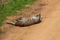 Leopard in the green nature