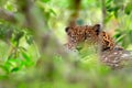 Leopard in green vegetation. Hidden Sri Lankan leopard, Panthera pardus kotiya, Big spotted wild cat lying on the tree in the Royalty Free Stock Photo