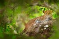 Leopard in green vegetation. Hidden Sri Lankan leopard, Panthera pardus kotiya, Big spotted wild cat lying on the tree in the Royalty Free Stock Photo