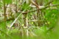 Leopard in green vegetation. Hidden Sri Lankan leopard, Panthera pardus kotiya, Big spotted wild cat lying on the tree in the