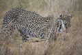 Leopard Grips Gazelle Royalty Free Stock Photo