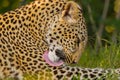 Leopard Grooming Royalty Free Stock Photo