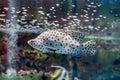 Leopard grouper in the aquarium. Cromileptes altivelis